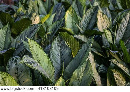 Stock Photo Of A Fresh Evergreen Chinese Ornamental Plant Aglaonema, White And Green Color Aglaonema