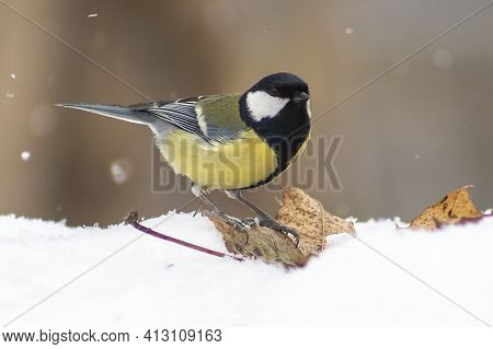 Great Tit In The Snow In March