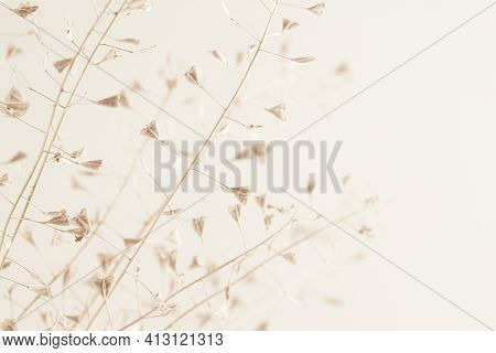 Little Rose-beige Flower Dry Lady's-purse Buds Bouquet With Side View For Romantic Macro Nature Wall