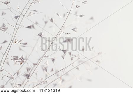 Little Cool Tone Flower Dry Lady's-purse Buds Bouquet With Side View For Romantic Macro Nature Wallp