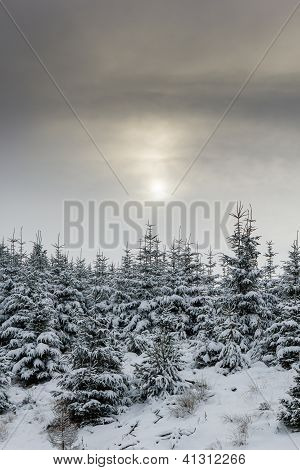 Solen skiner genom tunna moln på snöiga träd