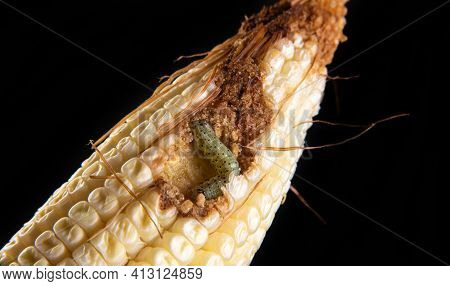 Corn Caterpillar In Detail On A Cob, Black Background, Selective Focus.