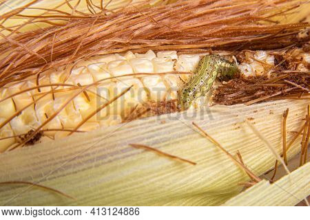 Corn Caterpillar In Detail On A Cob, Selective Focus.