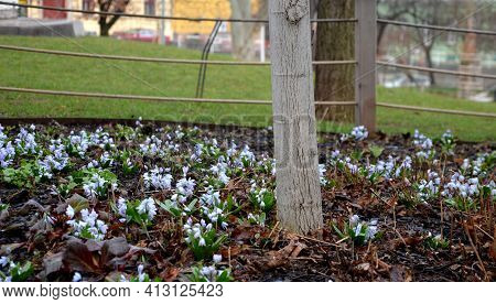 Retaining Wall At The Large Staircase In The Park The Flowerbed Area Is Planted With Rich Greenery O