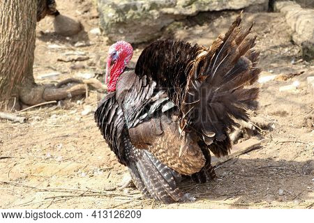 Fat Turkey Strutting Walks In The Rays Of The Spring Sun
