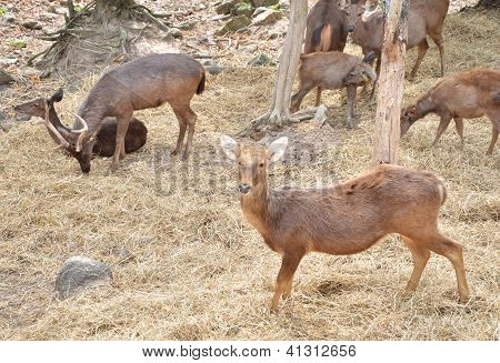 Sambar Deer i skogen