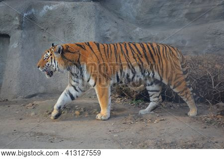 Tiger Walking In The Zoo In Budapest Seen From Near
