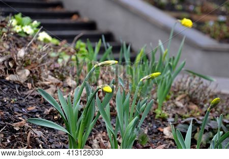 Retaining Wall At The Large Staircase In The Park The Flowerbed Area Is Planted With Rich Greenery O