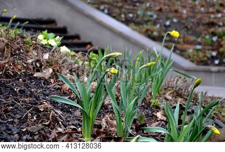Retaining Wall At The Large Staircase In The Park The Flowerbed Area Is Planted With Rich Greenery O