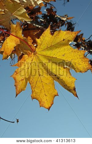 maple leaf