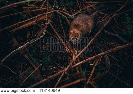 Common Brown Rat In Woodland. Rat Living By A Lake Looking For Wood In The Woodland Marsh.
