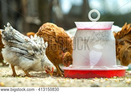 Hen Feed On Traditional Rural Barnyard. Close Up Of Chicken Standing On Barn Yard With Bird Feeder. 