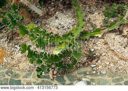 Green Plant With Spines Like A Cactus Known As Night-blooming Cereus, Barbed-wire Cactus, Sword-pear