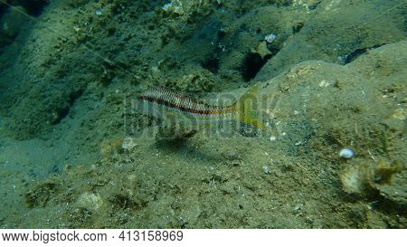 Striped Red Mullet Or Surmullet (mullus Surmuletus) Undersea, Aegean Sea, Greece, Halkidiki