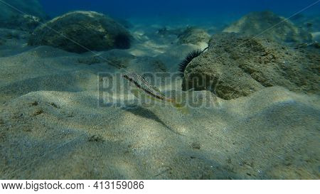 Striped Red Mullet Or Surmullet (mullus Surmuletus) Undersea, Aegean Sea, Greece, Halkidiki