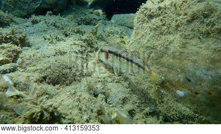 Striped Red Mullet Or Surmullet (mullus Surmuletus) Undersea, Aegean Sea, Greece, Halkidiki