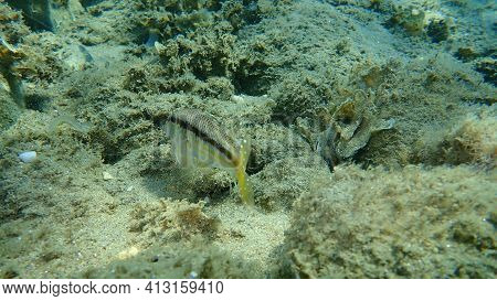 Striped Red Mullet Or Surmullet (mullus Surmuletus) Undersea, Aegean Sea, Greece, Halkidiki