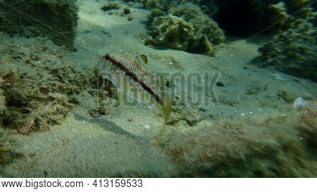 Striped Red Mullet Or Surmullet (mullus Surmuletus) Undersea, Aegean Sea, Greece, Halkidiki
