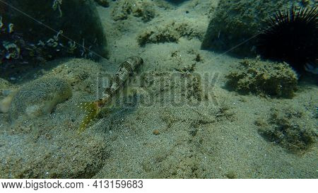 Striped Red Mullet Or Surmullet (mullus Surmuletus) Undersea, Aegean Sea, Greece, Halkidiki