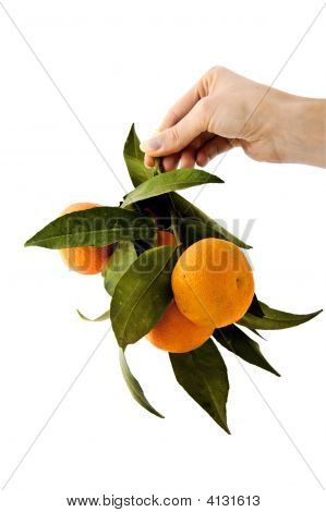 Orange flok - afholdt