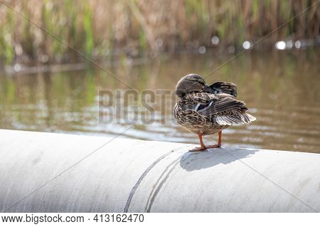 A Female Duck Stands On A Concrete Pillar By A Pond. The Duck Cleans Its Feathers.