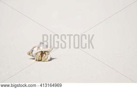 Vacation Holidays Background - Crab On Sandy Beach With Turquoise Sea. Kuredu, Maldives.