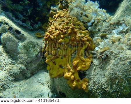 Сhicken Liver Sponge Or Caribbean Chicken-liver Sponge (chondrilla Nucula) Undersea, Aegean Sea, Gre