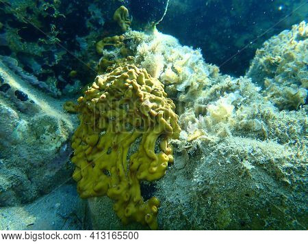 Сhicken Liver Sponge Or Caribbean Chicken-liver Sponge (chondrilla Nucula) Undersea, Aegean Sea, Gre