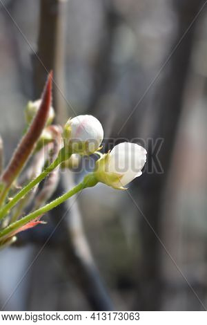 Japanese Pear Flower Buds - Latin Name - Pyrus Pyrifolia