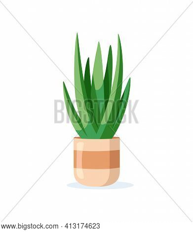 Flower In Pot Isolated On White Background
