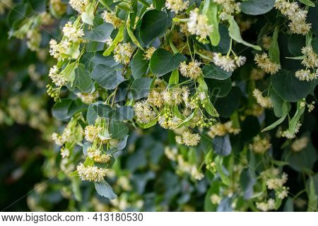 Linden Blossoms, Linden Flowers On A Tree In Sunny Weather, Linden - A Honey-bearing Medicinal Plant