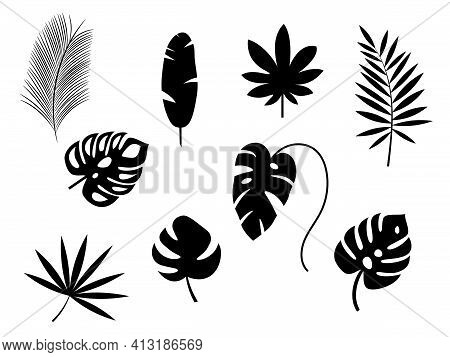 Set Of Exotic Tropical Leaves. Monstera, Palm, Banana. Vector Stock Illustration For Poster Or Card