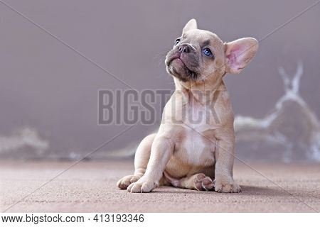 Dreamy Small Lilac Fawn Colored French Bulldog Dog Puppy With Blue Eyes Looking Up In Front Of Gray 