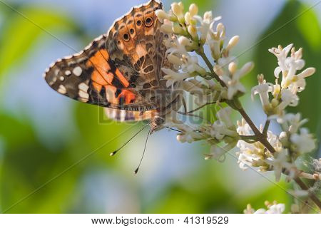 Schmetterling im Garten