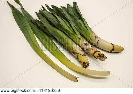 Used In Early Spring In Food Plant Eremurus, Cut Without Tubers With Young Lanceolate Leaves