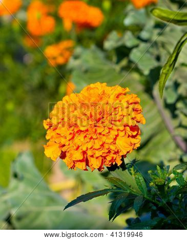 Orange Tagï¿½tes. Flowers In The Garden