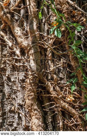 Texture Of The Old Bald Cypress Tree Bark Covered By Lianes. Natural Textured Background.