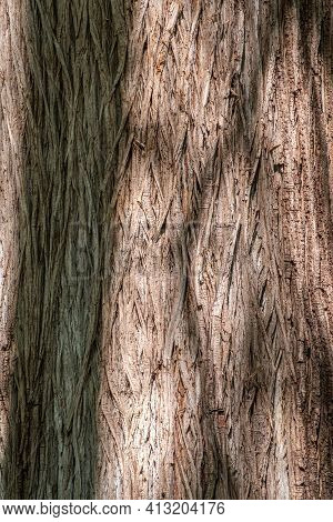 Texture Of The Old Bald Cypress Tree Bark. Natural Textured Background.