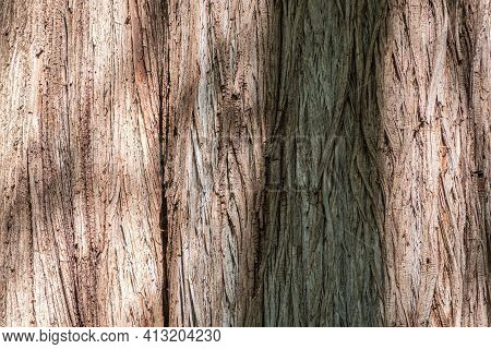 Texture Of The Old Bald Cypress Tree Bark. Natural Textured Background.