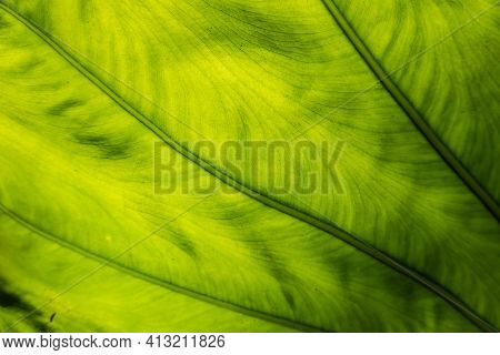 green alocasia odora leaf in the outdoor of city