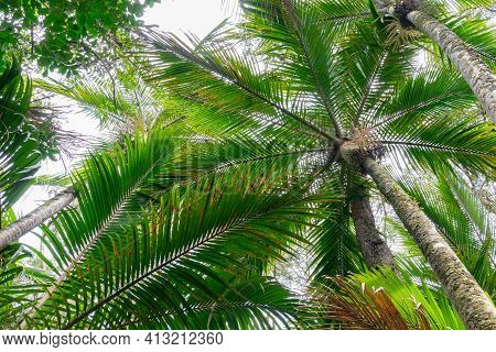 Palm Trees Converge Overhead Form Green Frond Pattern