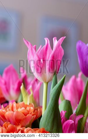 Pink Tulip Cultivar With Many Petals Macro Photography On A Pink Background Of Other Tulips. For Con