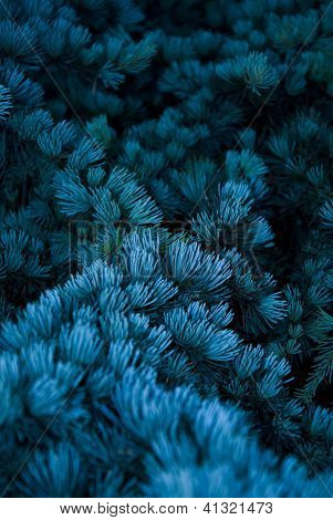 Sharpblue