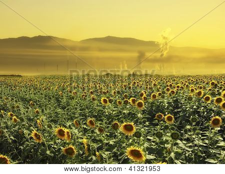 Tournesols et pollution