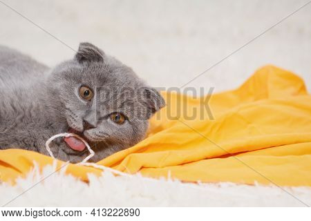 A Lop-eared Scottish Cat Plays With Balls Of Yarn. An Animal On A Yellow Background. Fun For Pets