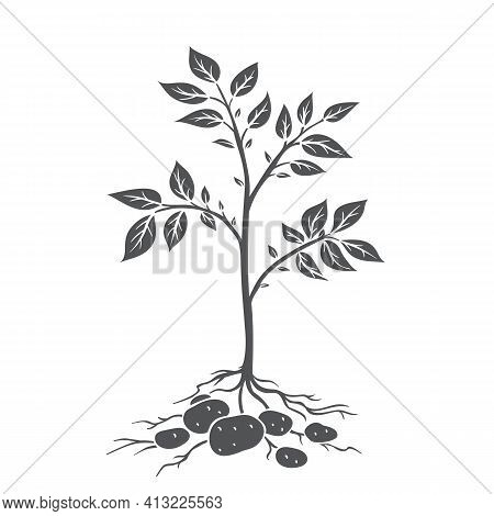 Potato Plants With Tubers. Glyph Icon, Vector Cut Monochrome Badge Of Farm Plant Potatoes In Retro S