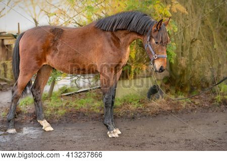 A Brown Kwpn Stallion, Dutch Warmblood Horse, 2 Years Old.outside Against A Green And Yellow Natural