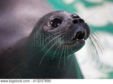 Baikal Seal Or Nerpa Endemic Of Lake Baikal Looking At The Camera With Huge Clever Eyes