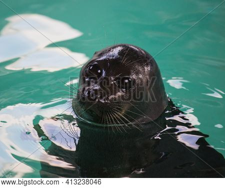 Baikal Seal Or Nerpa Endemic Of Lake Baikal Looking At The Camera With Huge Clever Eyes