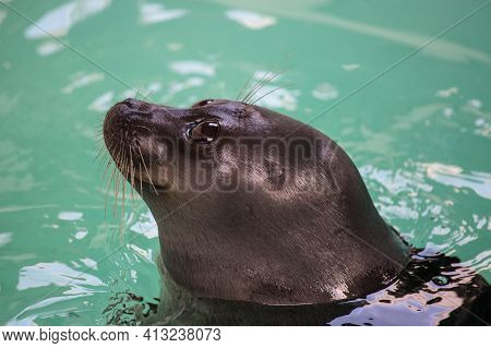 Baikal Seal Or Nerpa Endemic Of Lake Baikal Looking At The Camera With Huge Clever Eyes